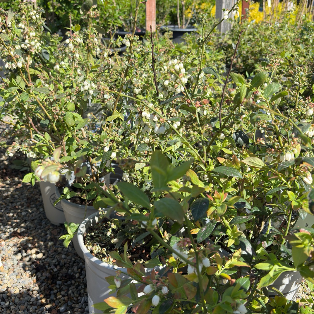 Southmoon Blueberry