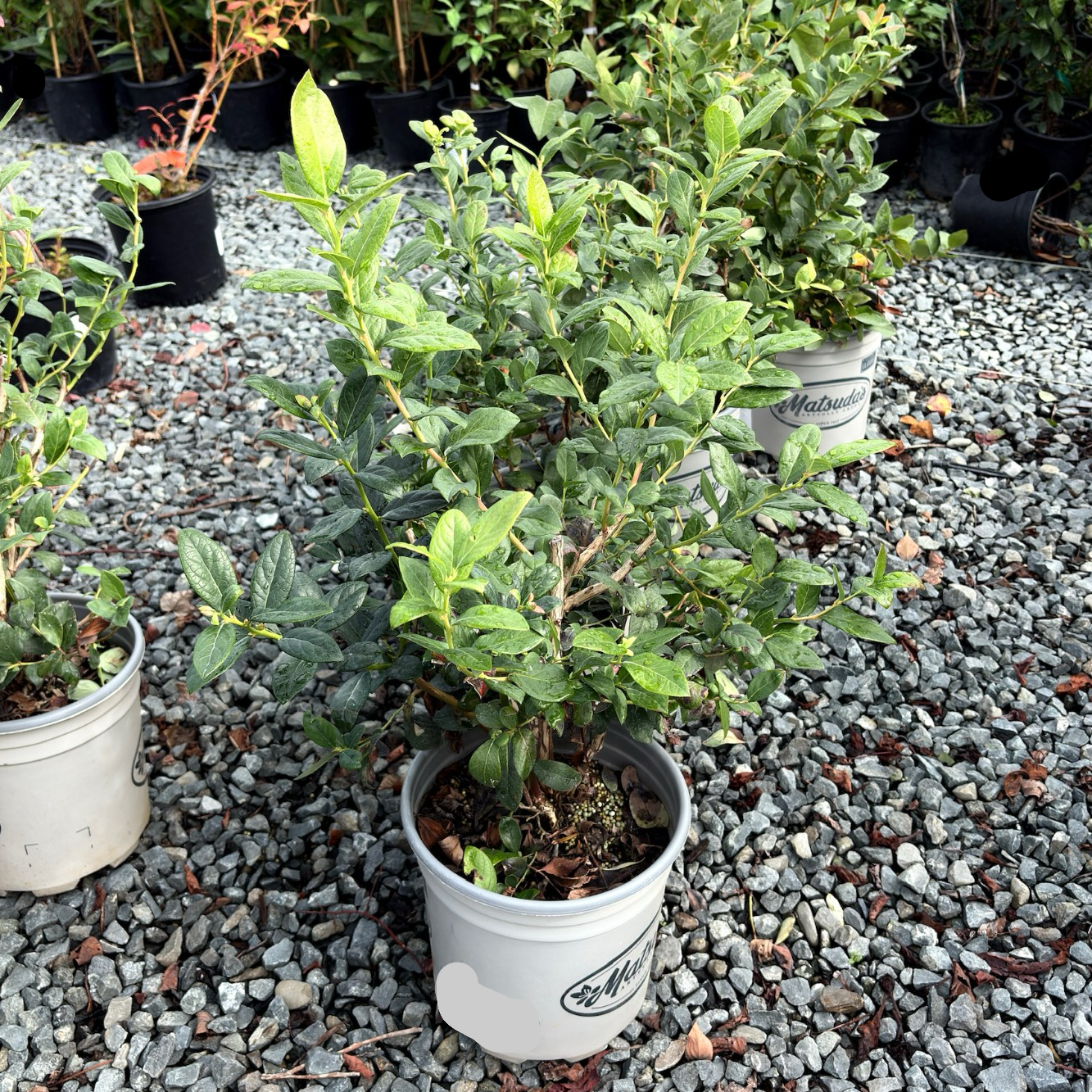 potted blueberry plants Southmoon Blueberry Bush