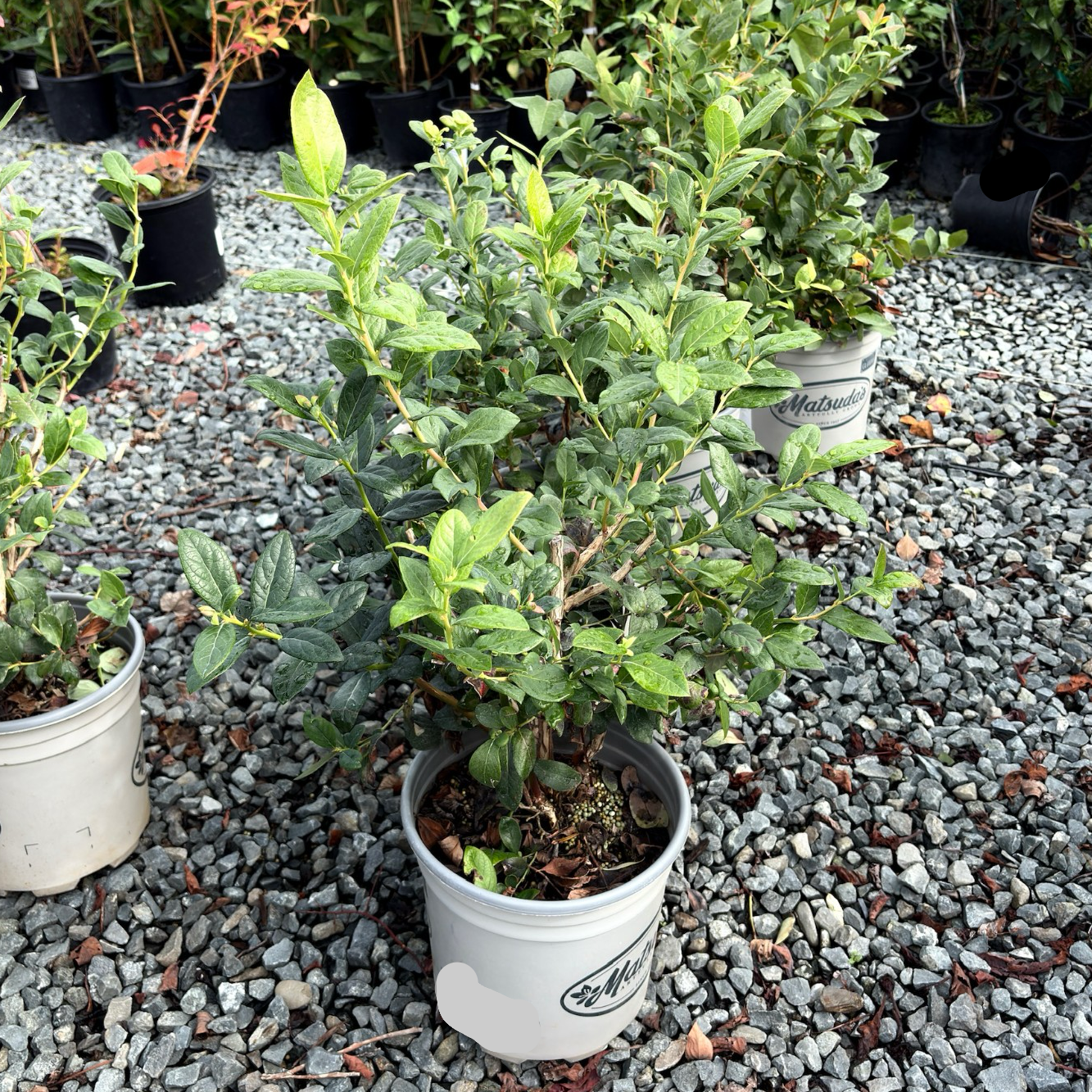 Southmoon Blueberry