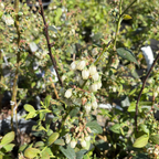 Southmoon Blueberry