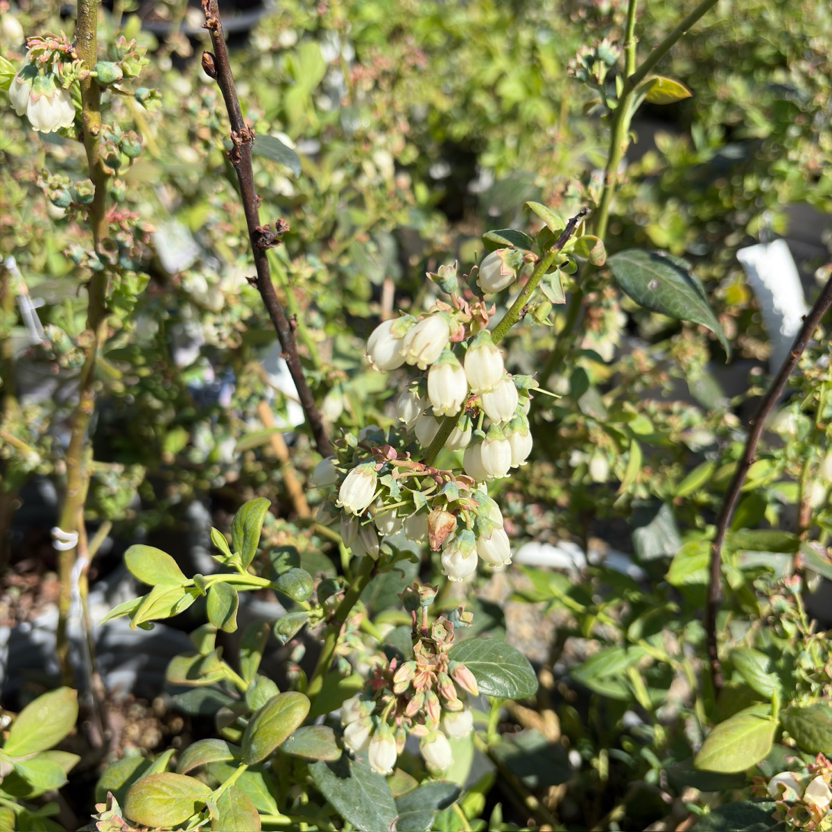 Southmoon Blueberry