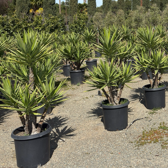 Spanish Dagger Yucca | Striking Blue-Green Architectural Plant