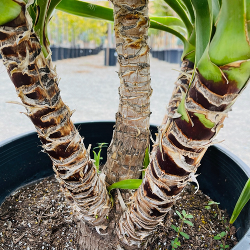 Spanish Dagger Yucca | Striking Blue-Green Architectural Plant