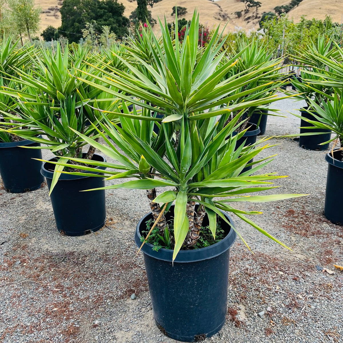 house plant in spanish Spanish Dagger Yucca