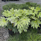 Speckled Japanese Aralia