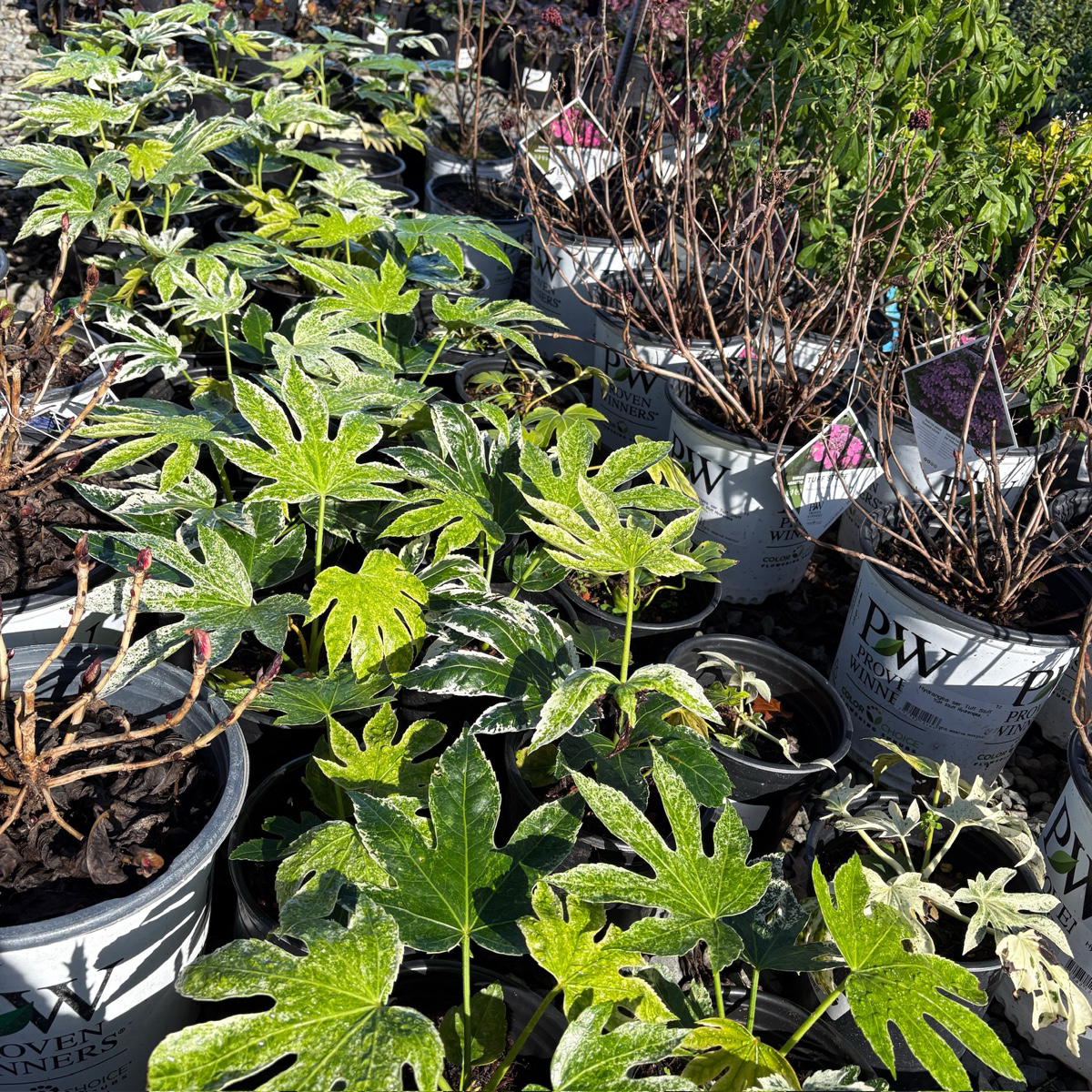 spider aralia plant Speckled Japanese Aralia