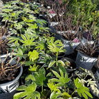 Speckled Japanese Aralia