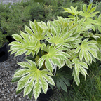 Speckled Japanese Aralia