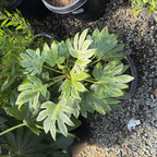Speckled Japanese Aralia