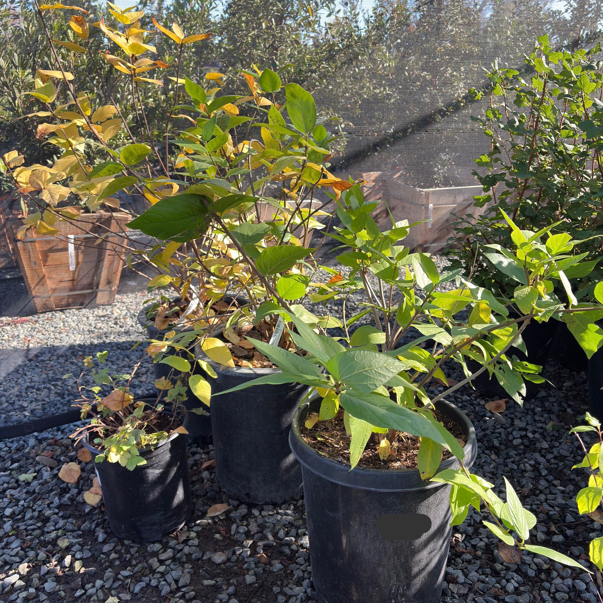 Potted Spice Bush plants on a gravel surface with a building in the background