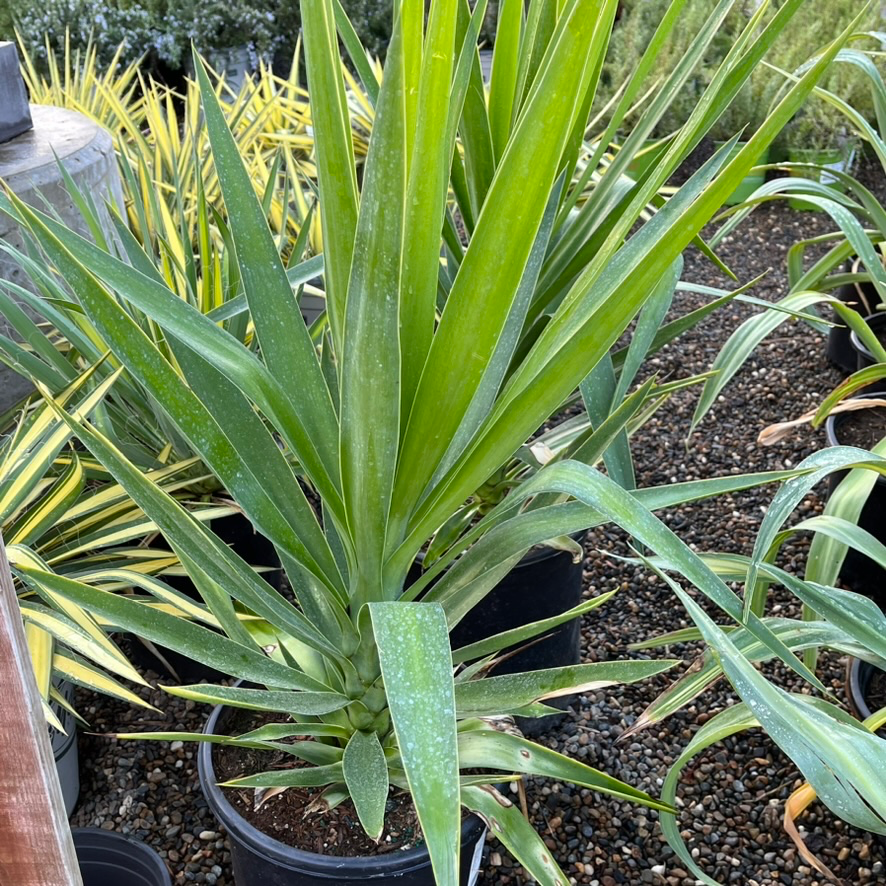 Green Spineless Giant Yucca in a pot with blurred background
