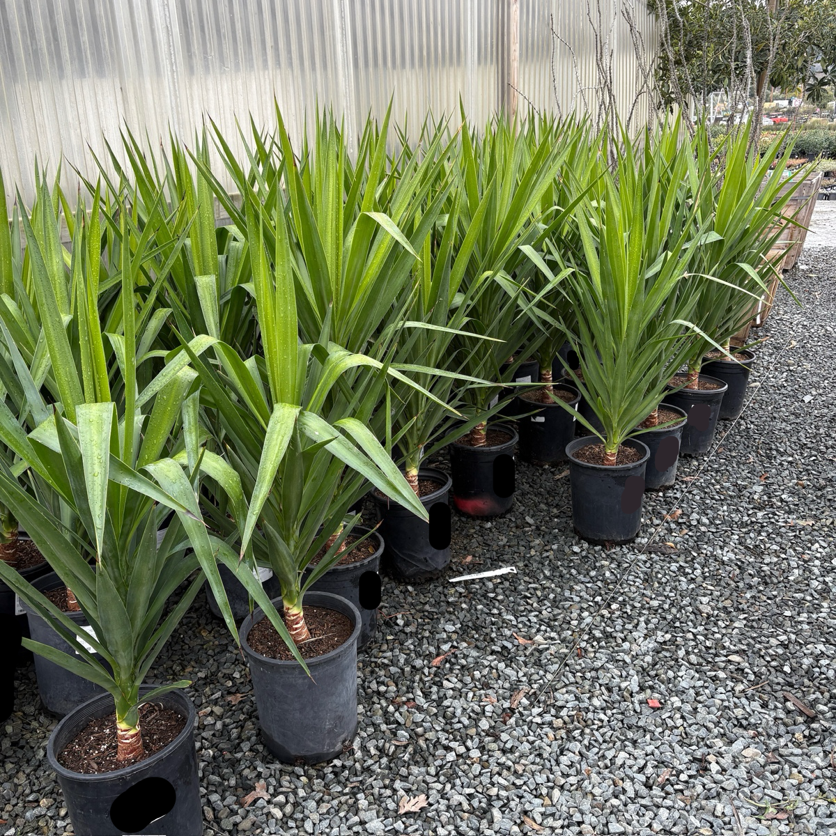 Row of potted Spineless Giant Yucca on a gravel surface with a blurred background
