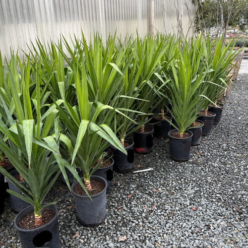 Spineless Giant Yucca | Tall Architectural Indoor Plant – Victory