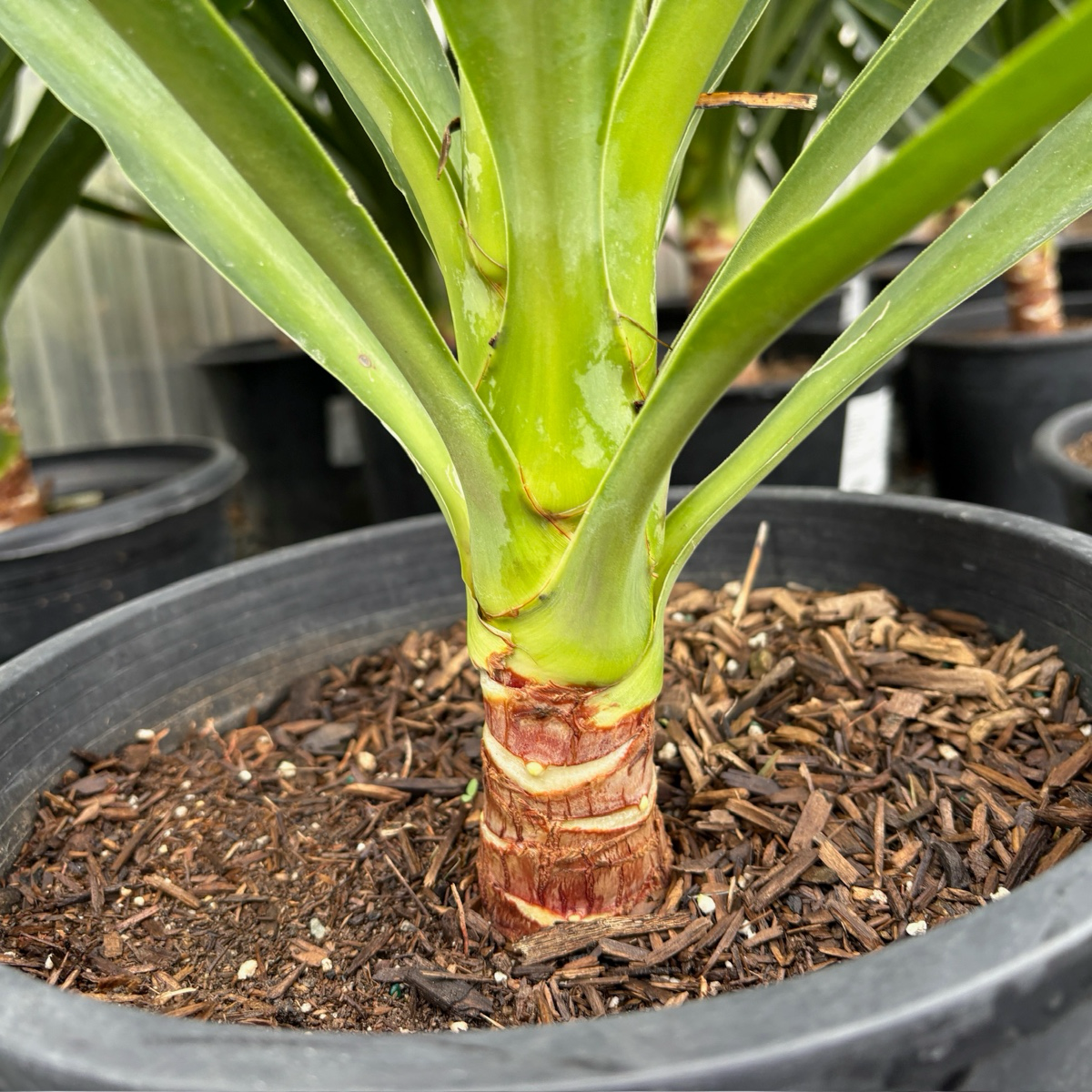 Potted Spineless Giant Yucca with a focus on the root system