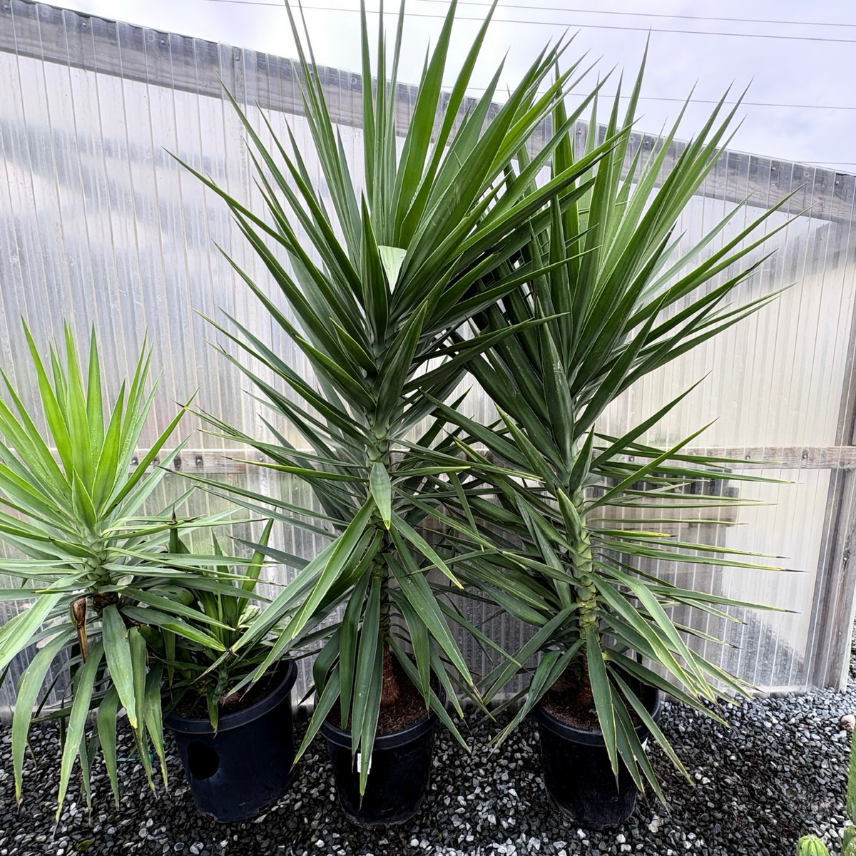 Spineless Giant Yucca | Tall Architectural Indoor Plant – Victory Spineless Giant Yucca | Tall Architectural Indoor Plant – Victory