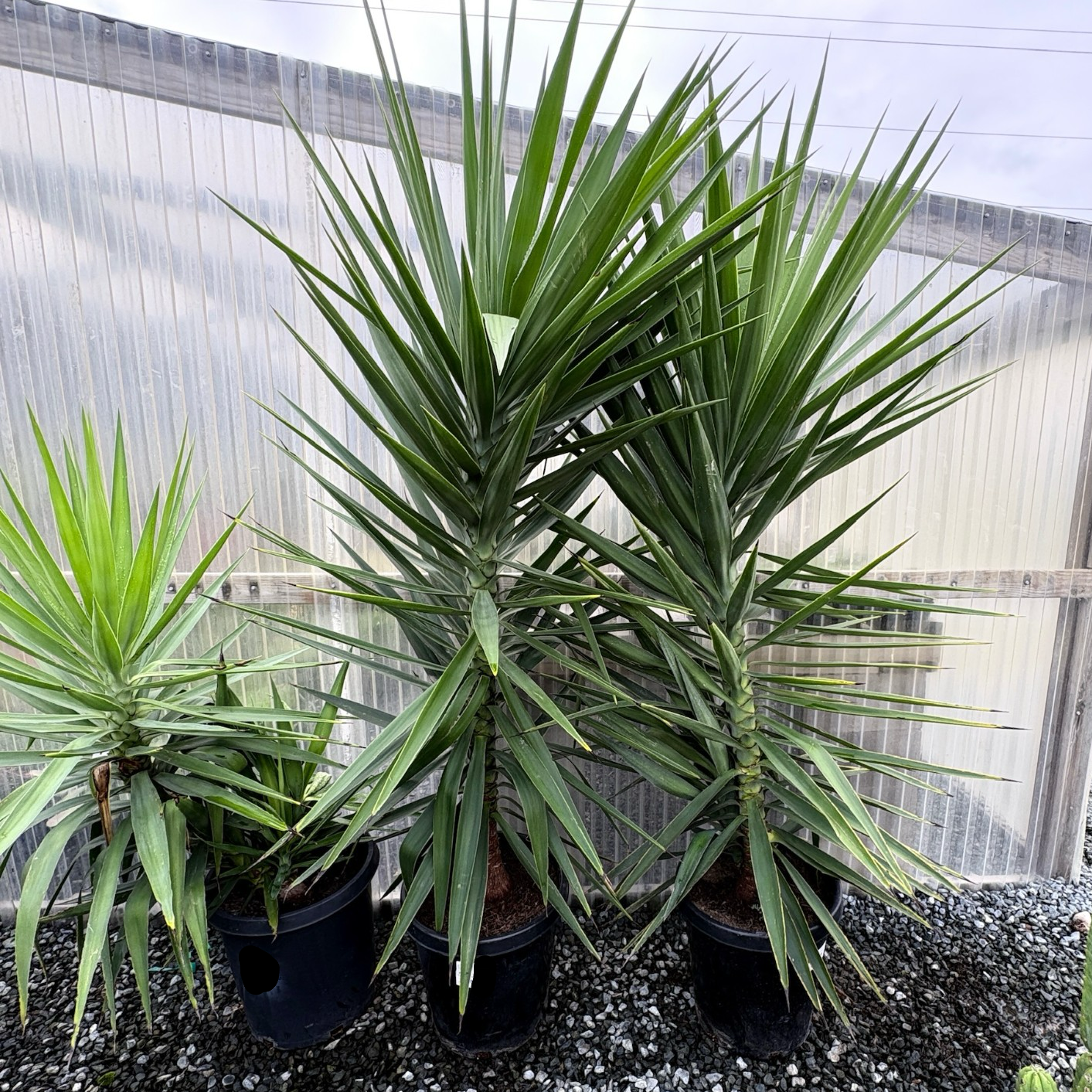 Spineless Giant Yucca