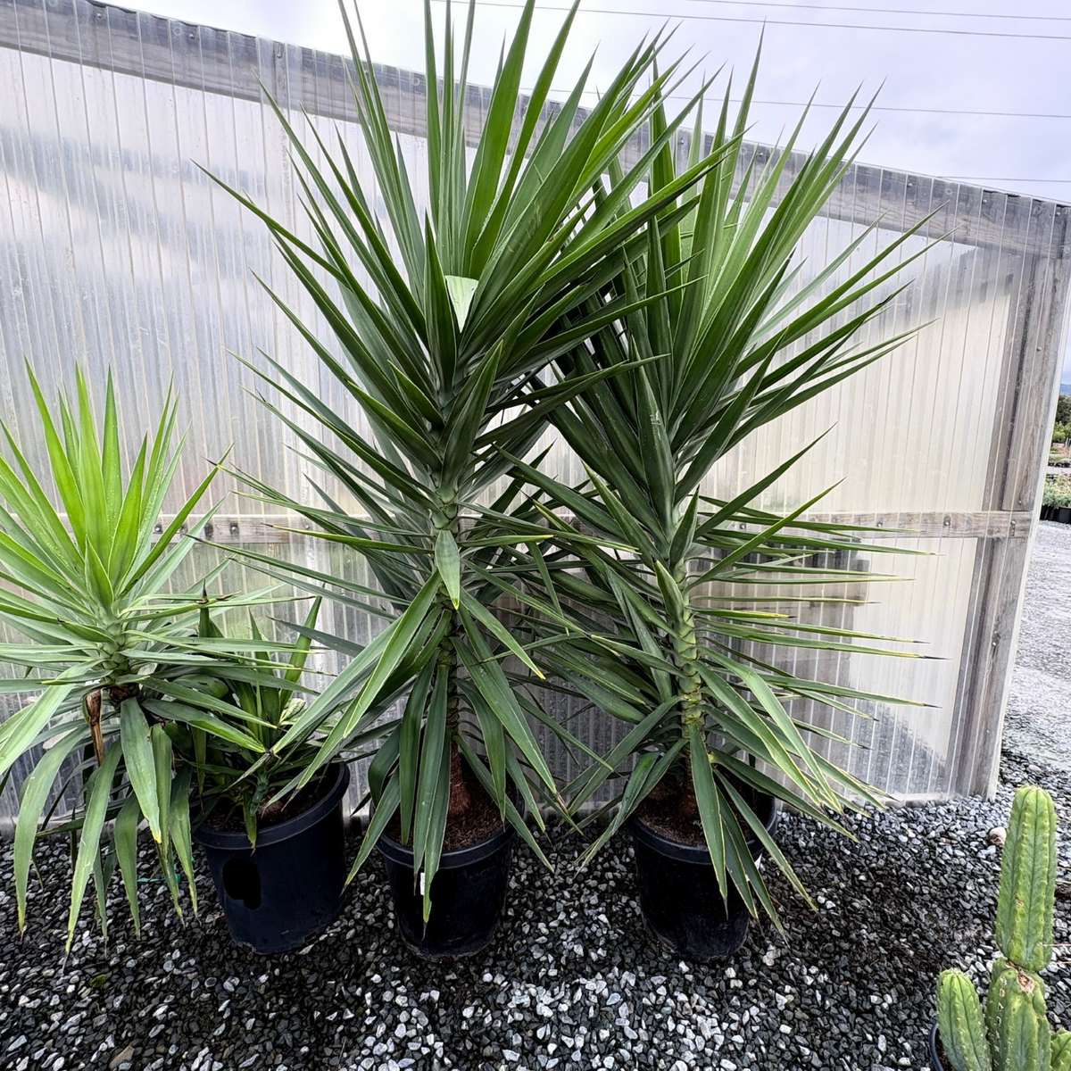 Spineless Giant Yucca