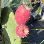 Spineless Prickly Pear Cactus