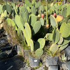 Spineless Prickly Pear Cactus