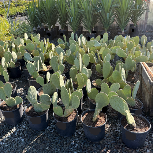 prickly pear cactus plants for sale Spineless Prickly Pear