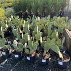 Spineless Prickly Pear Cactus