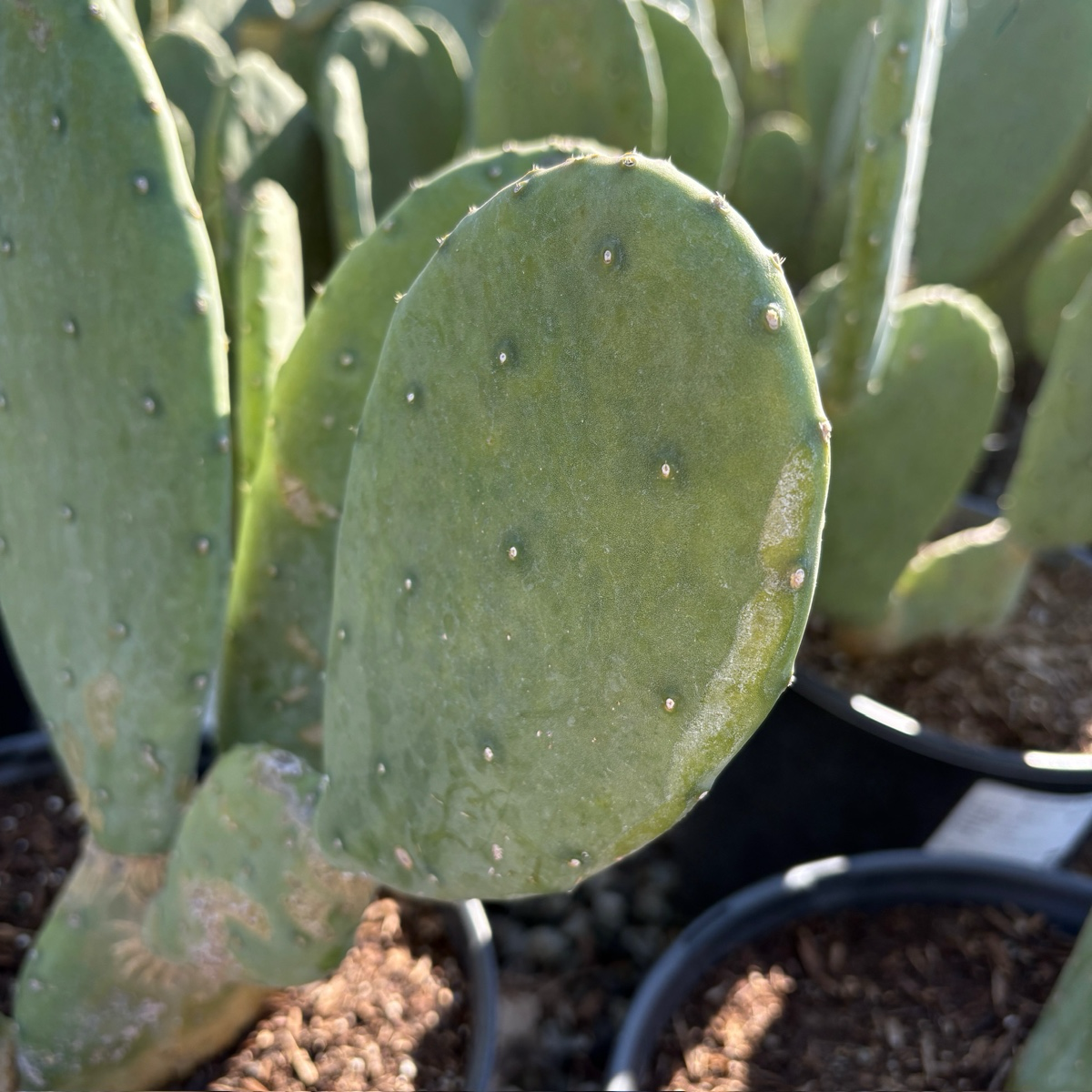 Spineless Prickly Pear Cactus