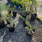 Spineless Prickly Pear Tree