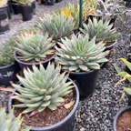 Spiral Aloe