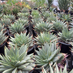 Spiral Aloe