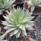 Spiral Aloe