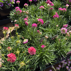 Pink flowers Splendens Sea Thrift with green leaves in a garden setting
