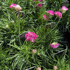 Pink Splendens Sea Thrift flowers with green leaves on a blurred natural background
