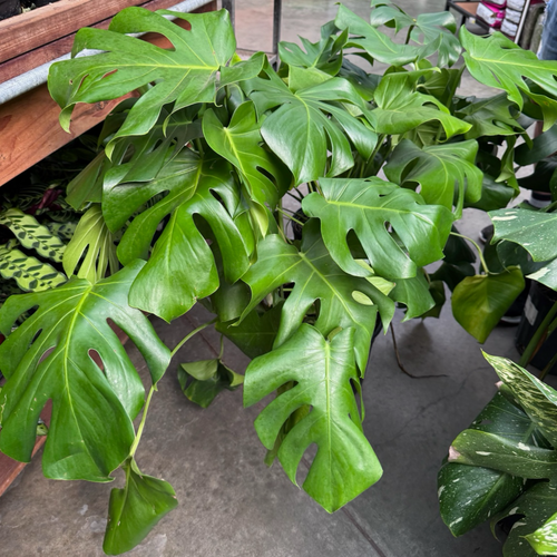 swiss cheese plant low light Swiss Cheese Plant
