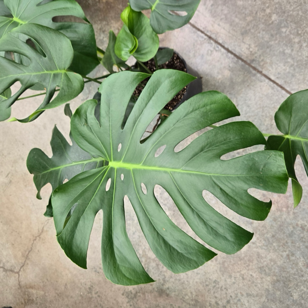 swiss cheese plant leaf Swiss Cheese Plant
