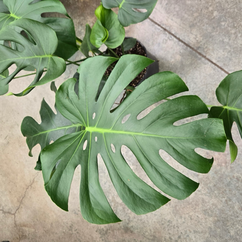 monstera foliage plant Swiss Cheese Plant