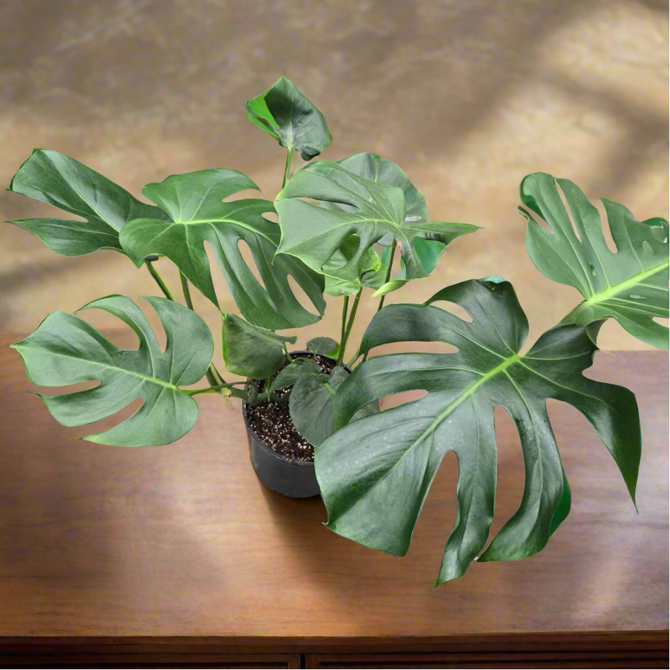 cheesecake monstera Swiss Cheese Plant