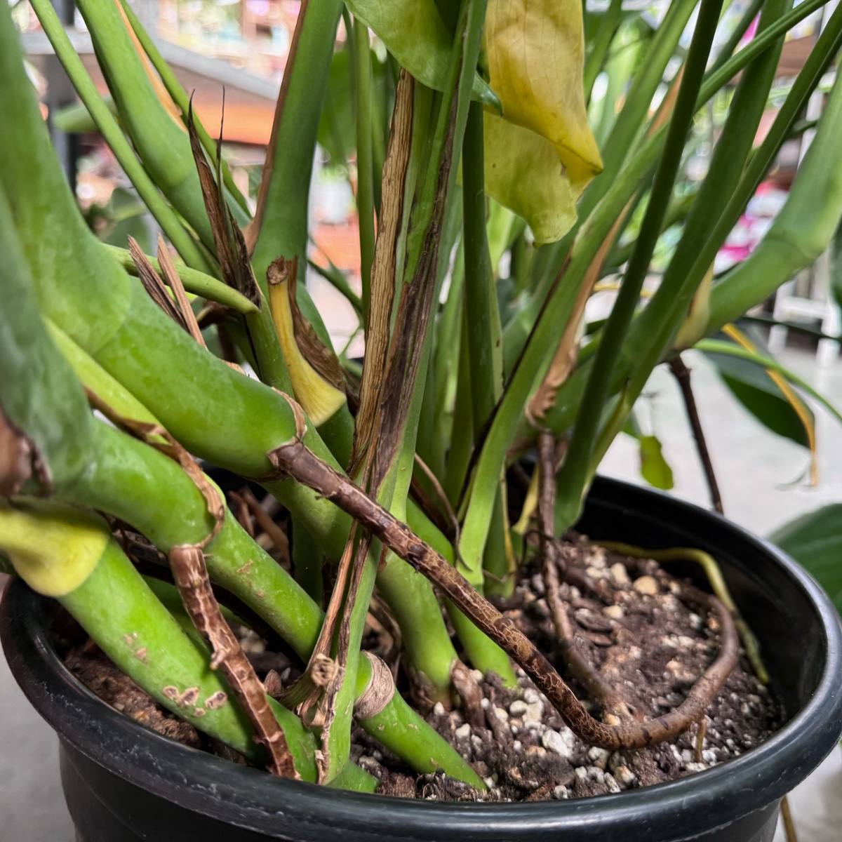 monstera split plant Swiss Cheese Plant