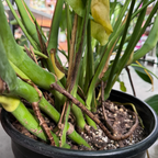 Split Leat Monstera
