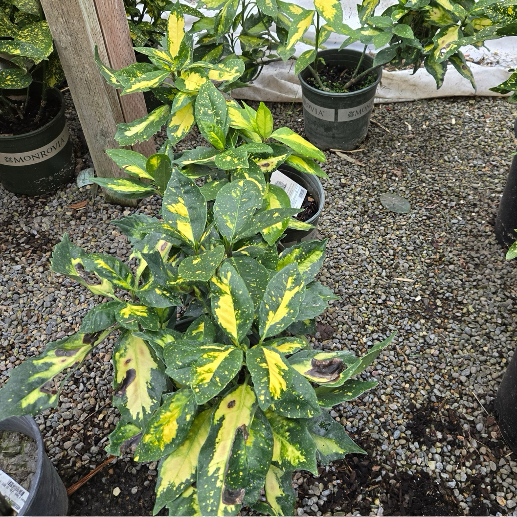 spotted laurel house plant Spotted Laurel