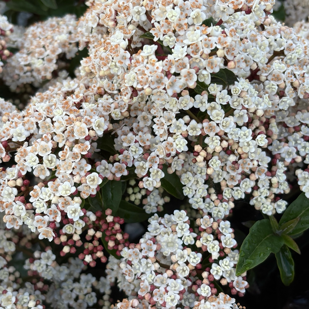 Close-up of Spring Bouquet Viburnum white and pink flowers with green leaves