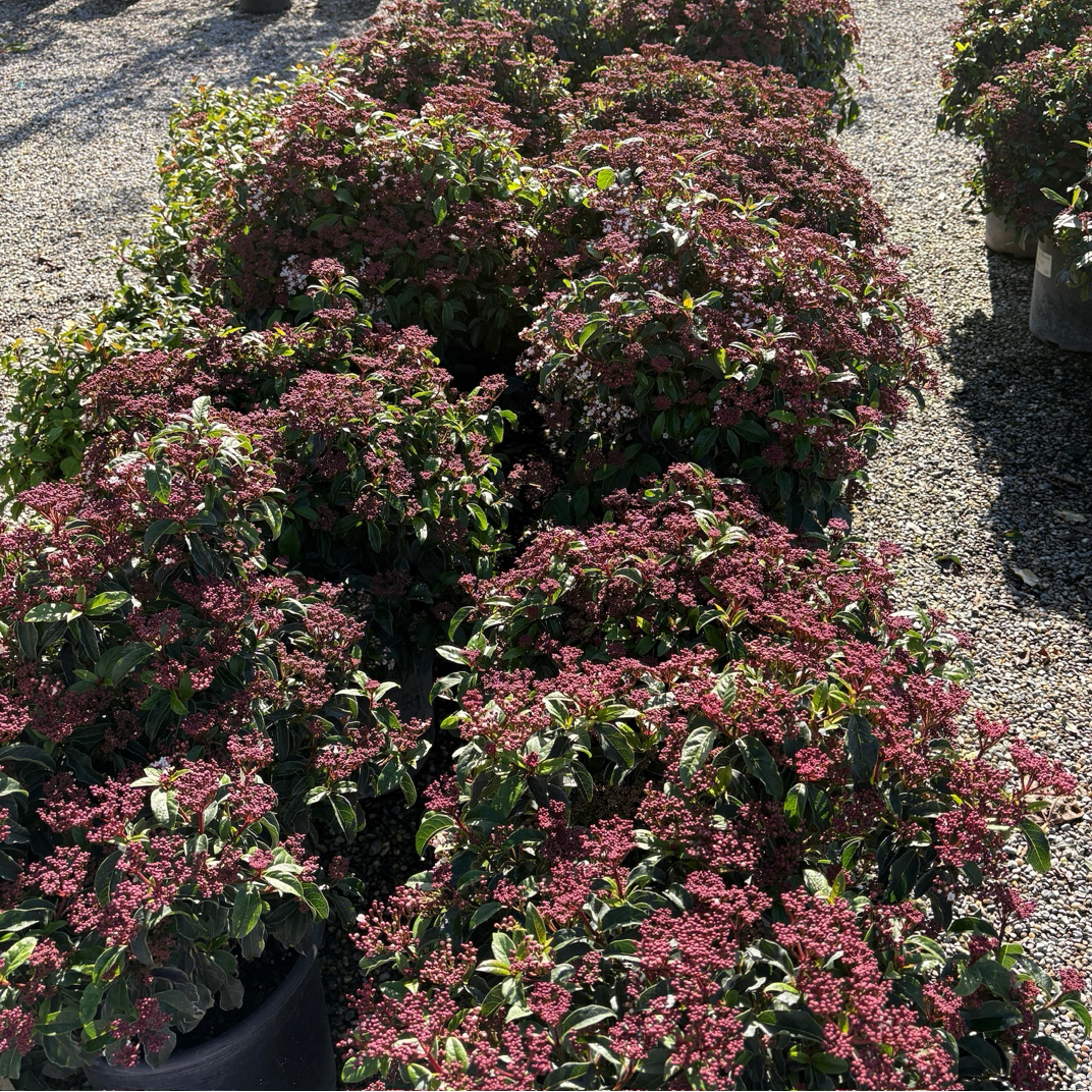 Row of potted Spring Bouquet Viburnum plants with pink flowers on a gravel surface