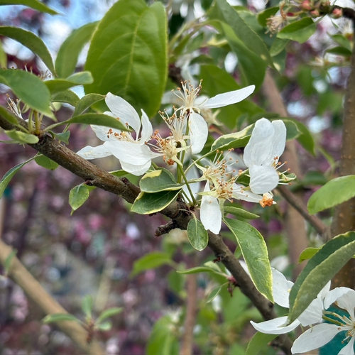 Spring Snow Crabapple | White Blooming Fruitless Tree – Victory