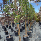 Spring Snow Crabapple