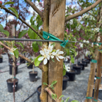 Spring Snow Crabapple