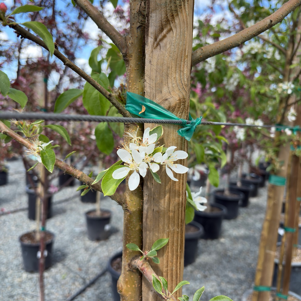 Spring Snow Crabapple