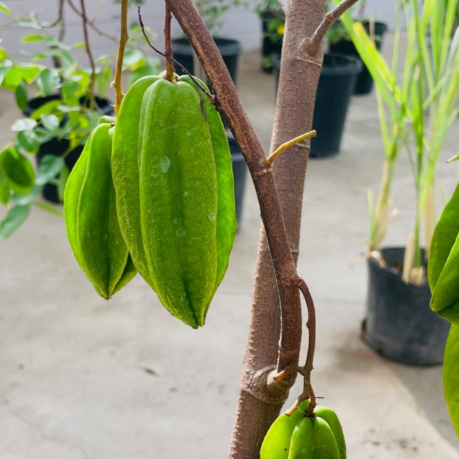 Sri Kembangan Star Fruit