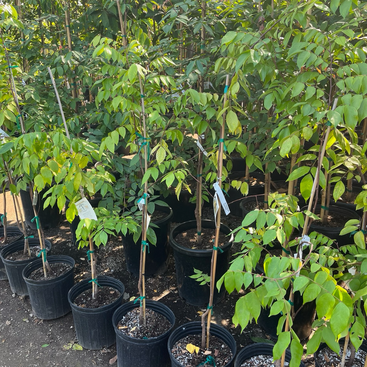 Sri Kembangan Star Fruit