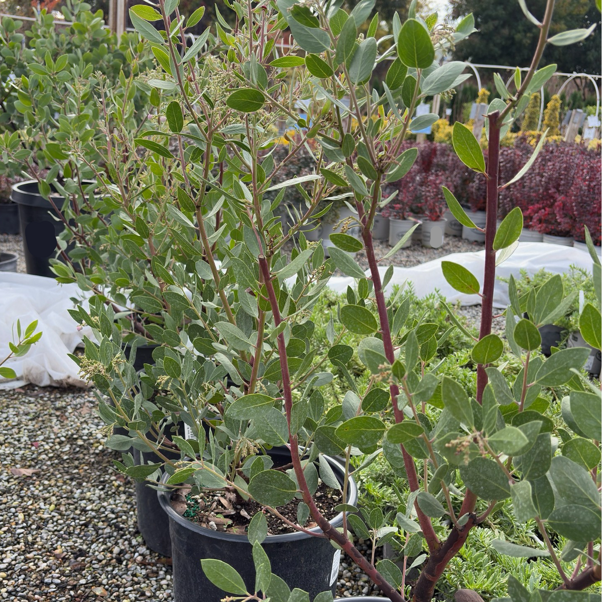 St. Helena Manzanita