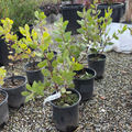 St. Helena Manzanita