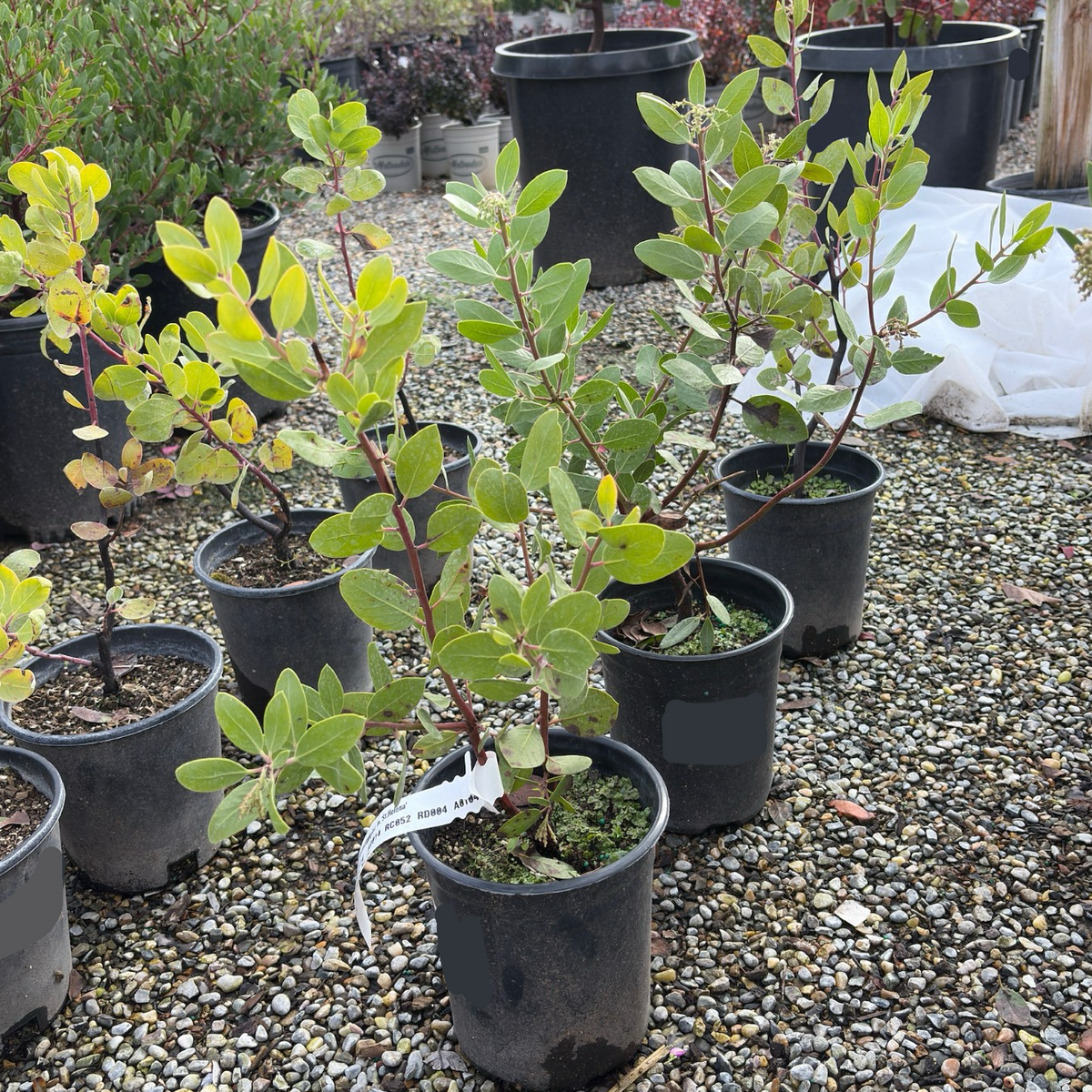 St. Helena Manzanita